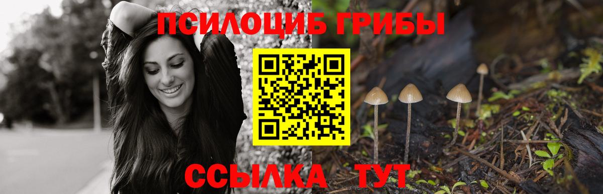 Галлюциногенные грибы Psilocybe Волгоград